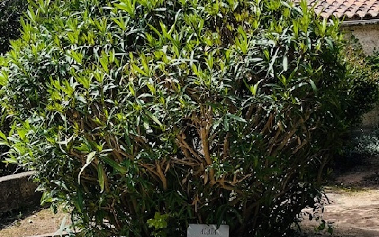 parkin alata.jpg